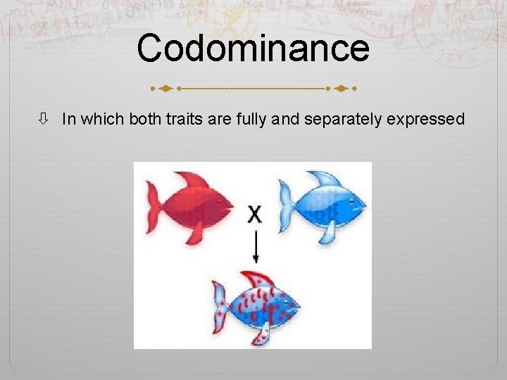 Codominance In which both traits are fully and separately expressed 