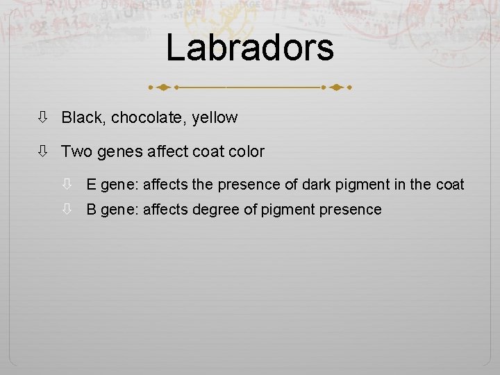 Labradors Black, chocolate, yellow Two genes affect coat color E gene: affects the presence