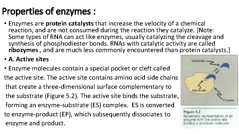 Properties of enzymes : • Enzymes are protein catalysts that increase the velocity of