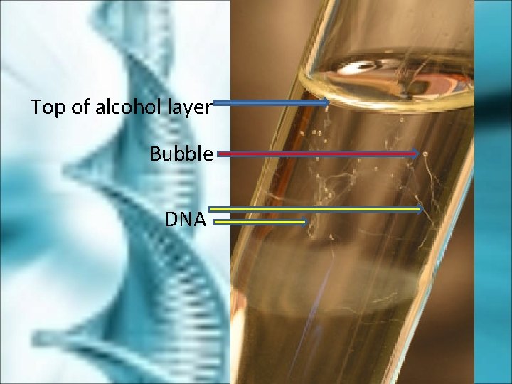 Top of alcohol layer Bubble DNA 