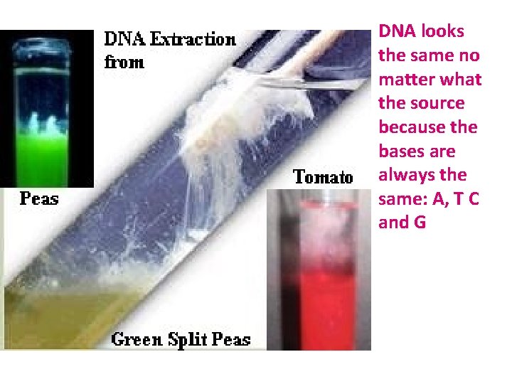 DNA looks the same no matter what the source because the bases are always