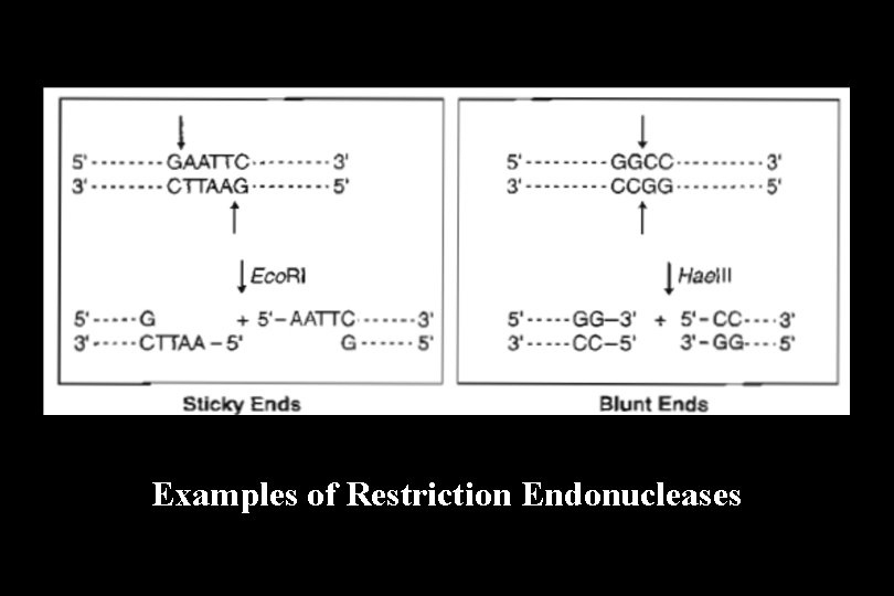 Examples of Restriction Endonucleases 