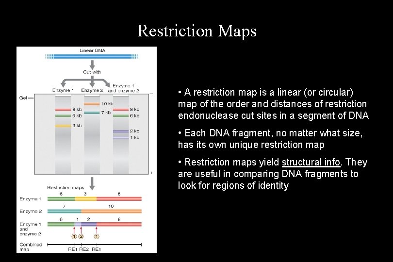 Restriction Maps • A restriction map is a linear (or circular) map of the