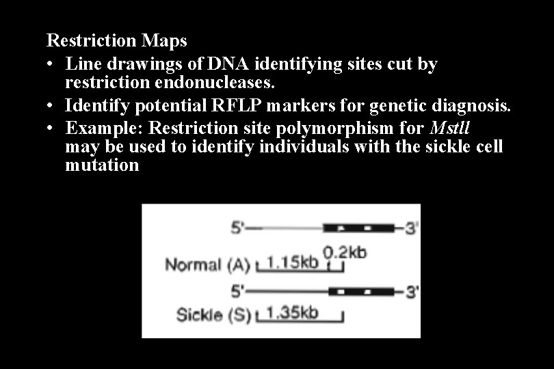 Restriction Maps • Line drawings of DNA identifying sites cut by restriction endonucleases. •