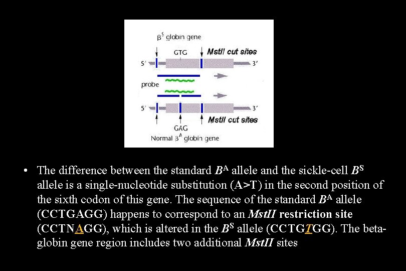  • The difference between the standard BA allele and the sickle-cell BS allele