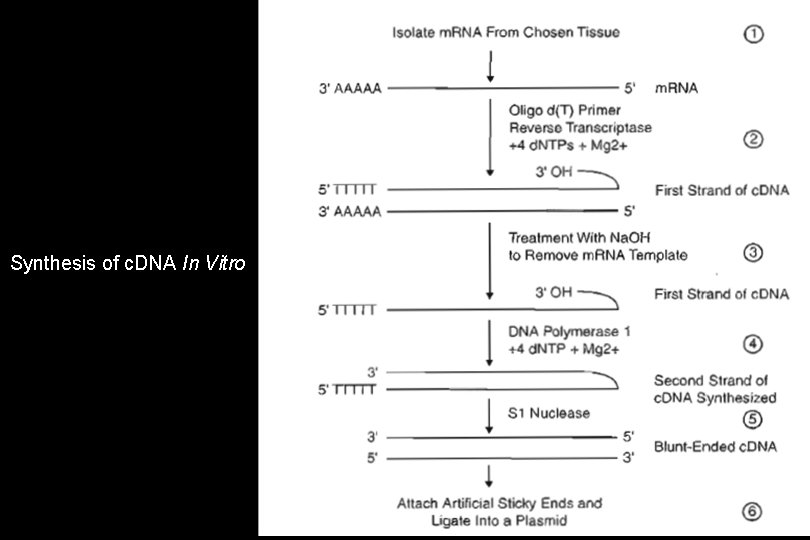 Synthesis of c. DNA In Vitro 