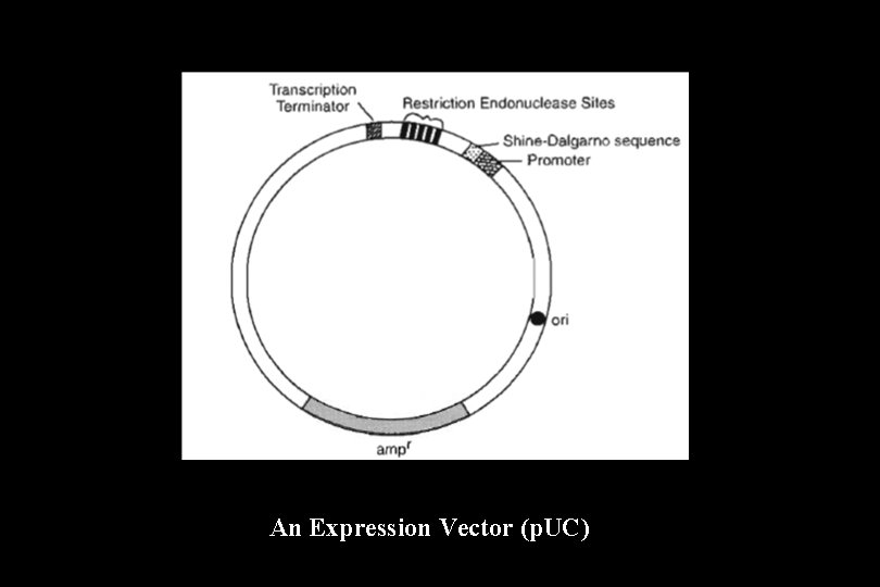 An Expression Vector (p. UC) 