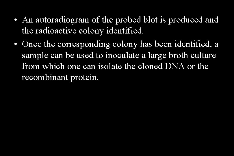  • An autoradiogram of the probed blot is produced and the radioactive colony