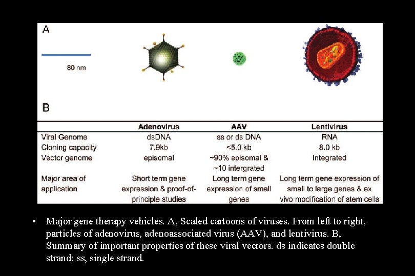  • Major gene therapy vehicles. A, Scaled cartoons of viruses. From left to