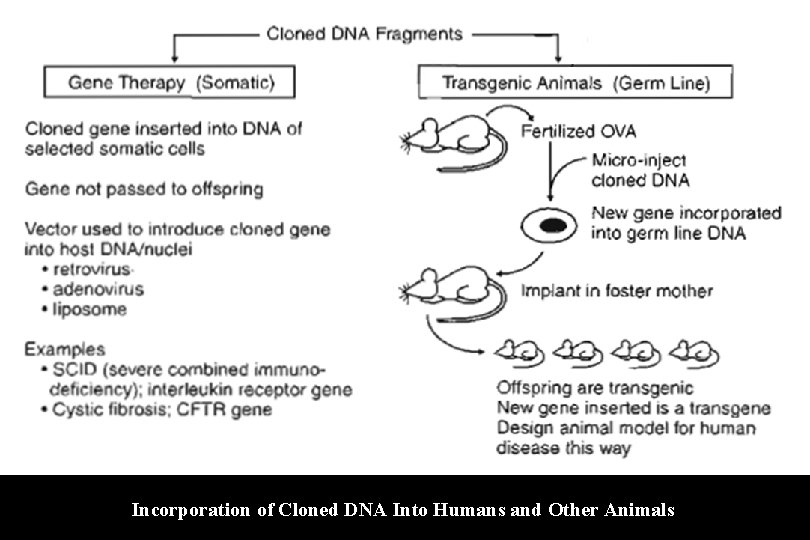 Incorporation of Cloned DNA Into Humans and Other Animals 