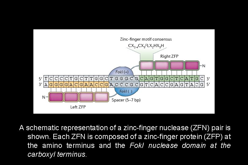 A schematic representation of a zinc-finger nuclease (ZFN) pair is shown. Each ZFN is