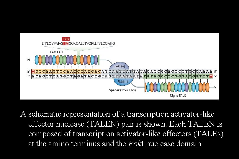 A schematic representation of a transcription activator-like effector nuclease (TALEN) pair is shown. Each