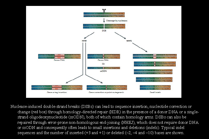 Nuclease-induced double-strand breaks (DSBs) can lead to sequence insertion, nucleotide correction or change (red