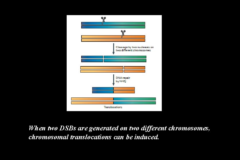 When two DSBs are generated on two different chromosomes, chromosomal translocations can be induced.