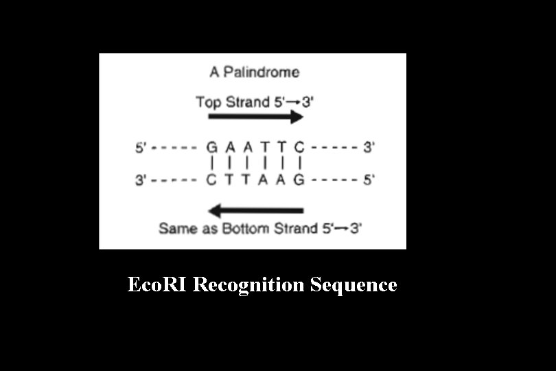 Eco. RI Recognition Sequence 