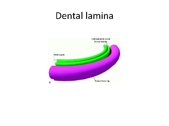 Dental lamina 