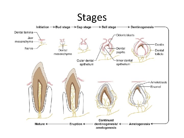 Stages 
