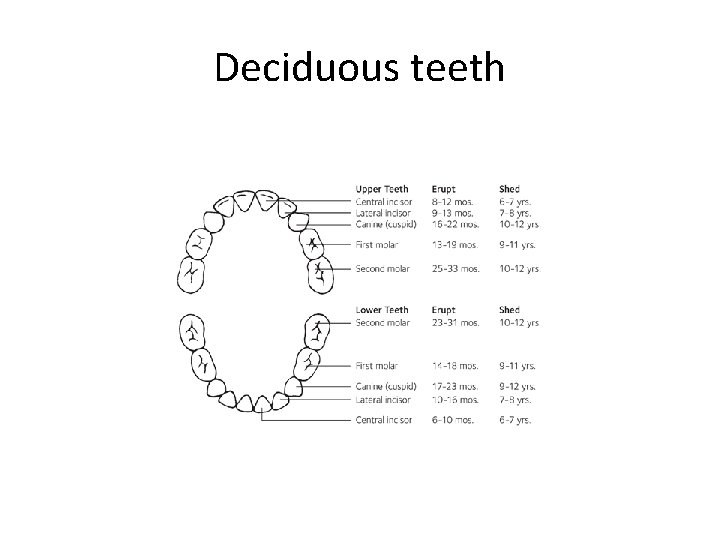 Deciduous teeth 