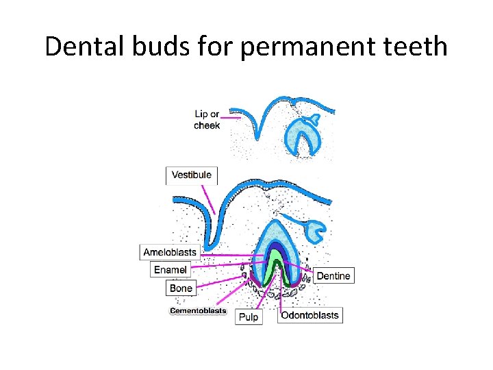 Dental buds for permanent teeth 