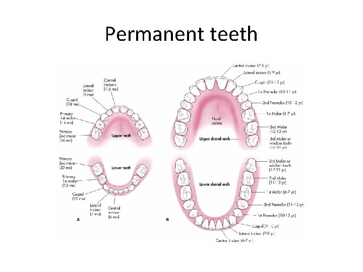 Permanent teeth 