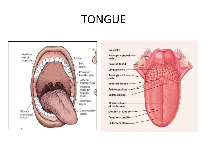 TONGUE 