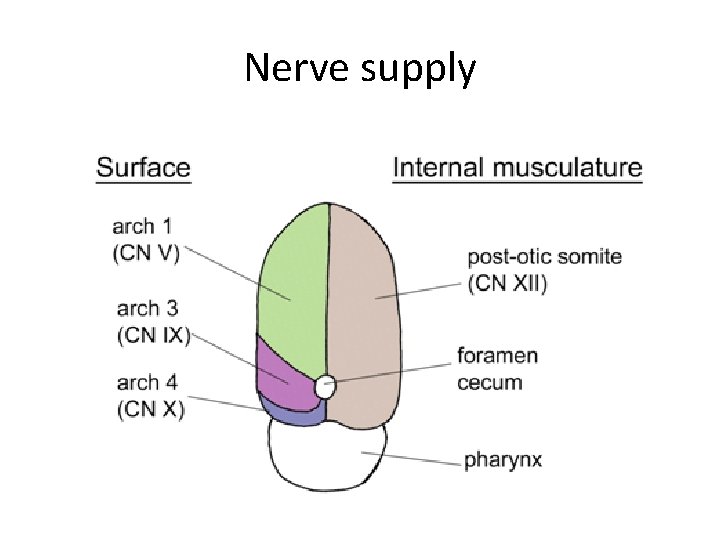 Nerve supply 