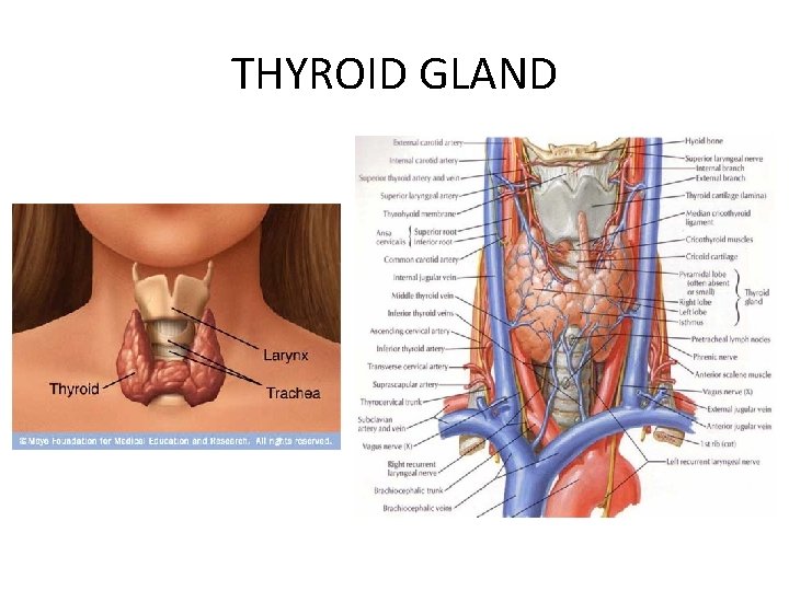 THYROID GLAND 