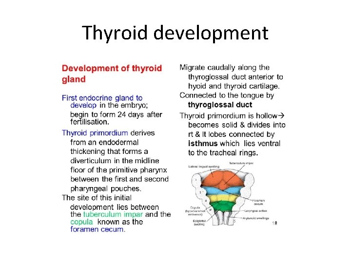 Thyroid development 