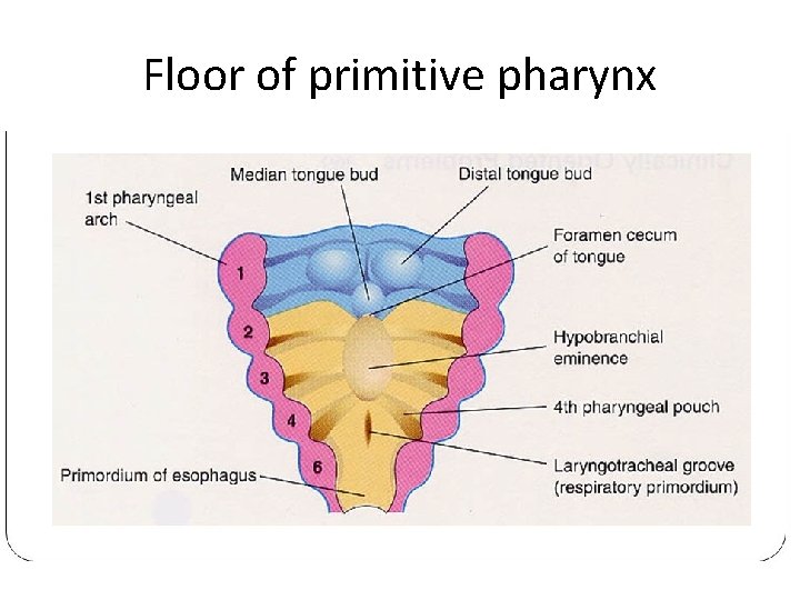Floor of primitive pharynx 