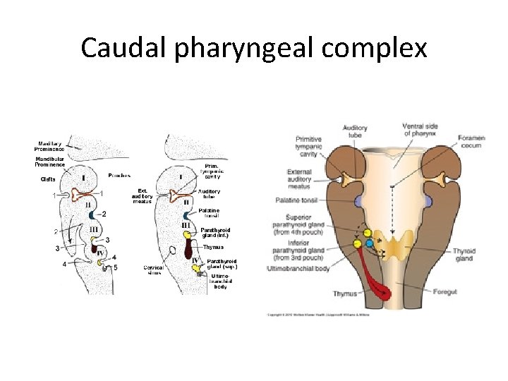Caudal pharyngeal complex 