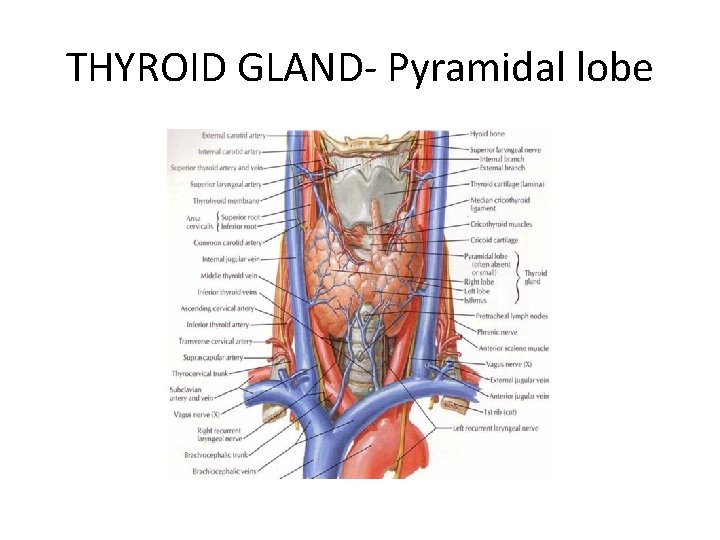 THYROID GLAND- Pyramidal lobe 