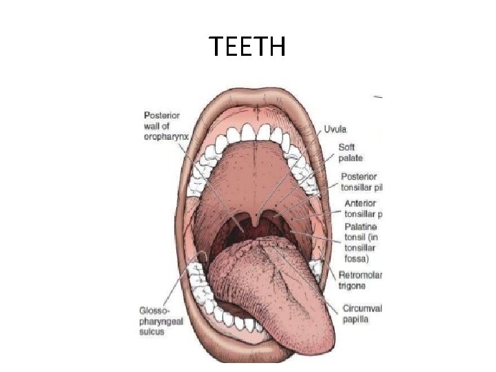 TEETH 