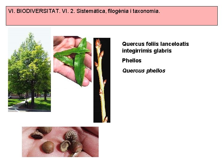 VI. BIODIVERSITAT. VI. 2. Sistemàtica, filogènia i taxonomia. Quercus foliis lanceloatis integirrimis glabris Phellos