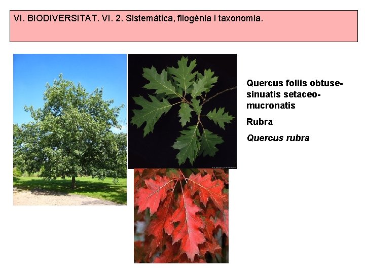 VI. BIODIVERSITAT. VI. 2. Sistemàtica, filogènia i taxonomia. Quercus foliis obtusesinuatis setaceomucronatis Rubra Quercus