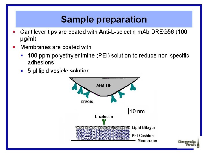 Sample preparation § Cantilever tips are coated with Anti-L-selectin m. Ab DREG 56 (100