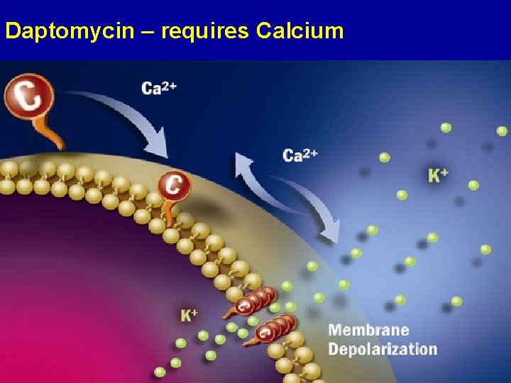 Daptomycin – requires Calcium 