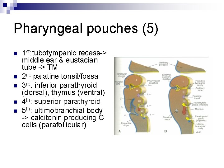 Pharyngeal pouches (5) n n n 1 st: tubotympanic recess-> middle ear & eustacian