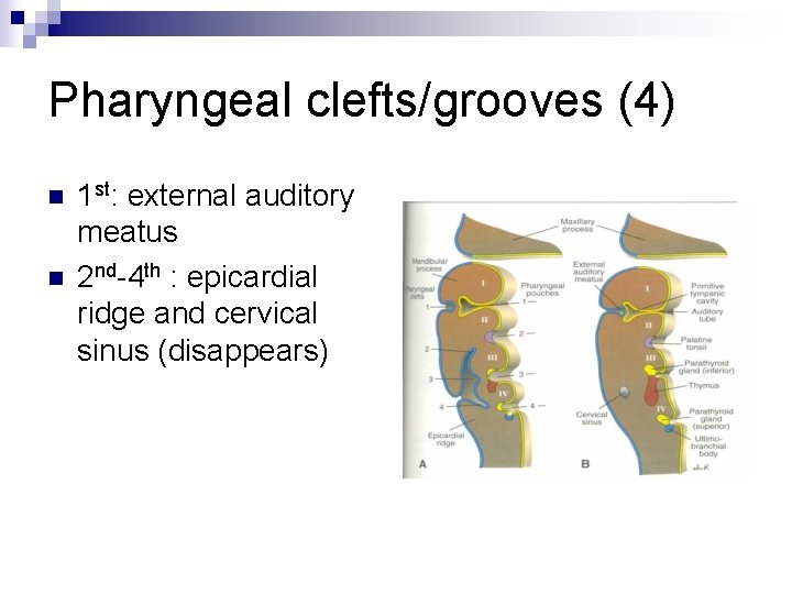 Pharyngeal clefts/grooves (4) n n 1 st: external auditory meatus 2 nd-4 th :