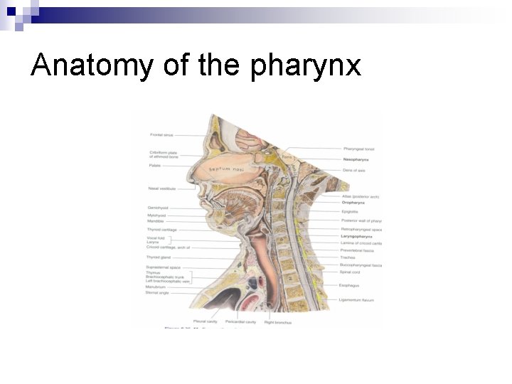 Anatomy of the pharynx 