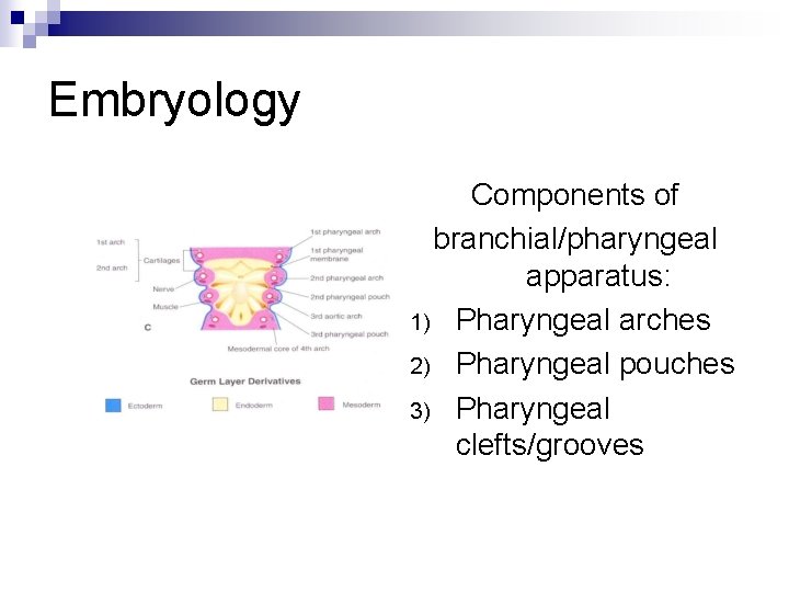Embryology Components of branchial/pharyngeal apparatus: 1) Pharyngeal arches 2) Pharyngeal pouches 3) Pharyngeal clefts/grooves