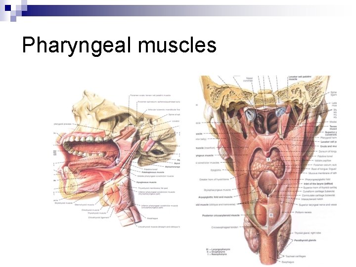 Pharyngeal muscles 