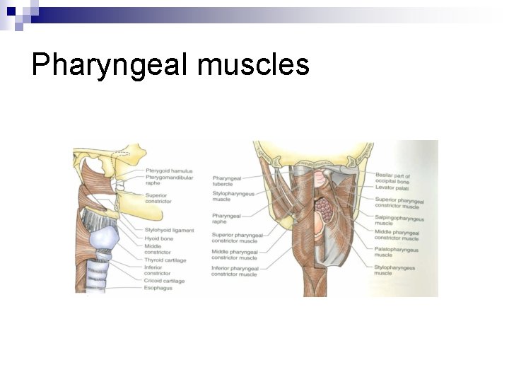 Pharyngeal muscles 