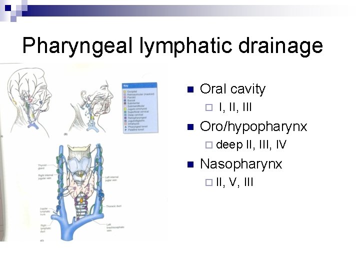 Pharyngeal lymphatic drainage n Oral cavity ¨ n I, III Oro/hypopharynx ¨ deep n