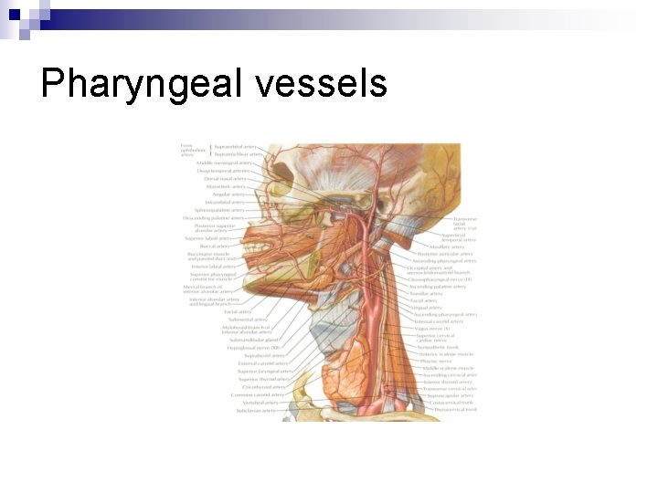 Pharyngeal vessels 