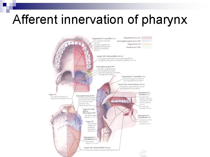 Afferent innervation of pharynx 