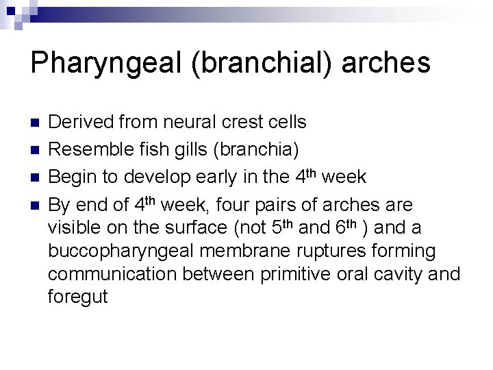 Pharyngeal (branchial) arches n n Derived from neural crest cells Resemble fish gills (branchia)