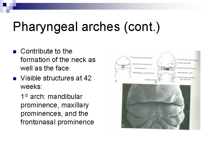 Pharyngeal arches (cont. ) n n Contribute to the formation of the neck as