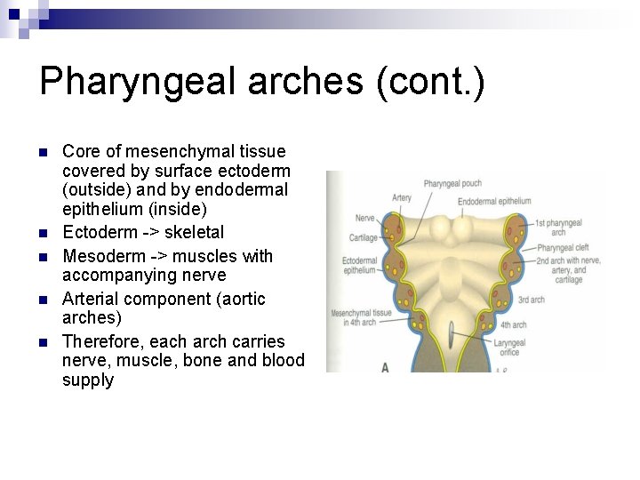 Pharyngeal arches (cont. ) n n n Core of mesenchymal tissue covered by surface