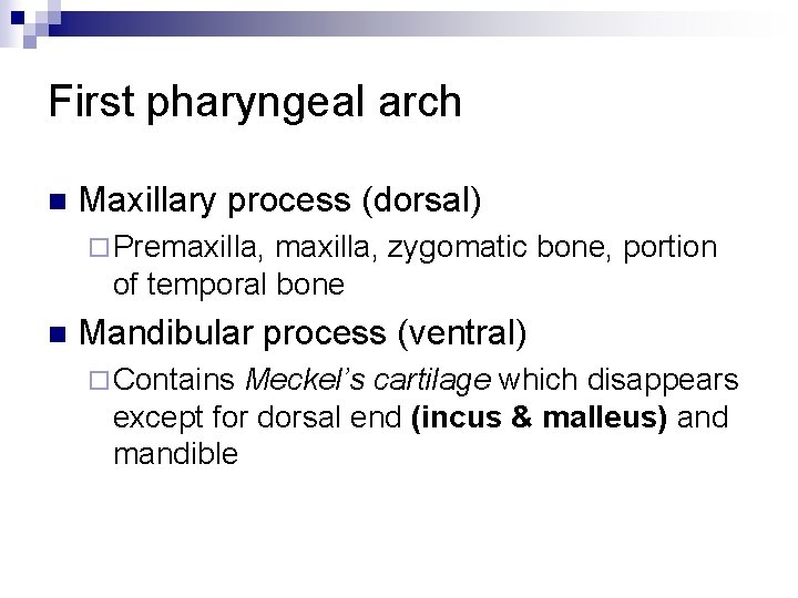 First pharyngeal arch n Maxillary process (dorsal) ¨ Premaxilla, zygomatic bone, portion of temporal