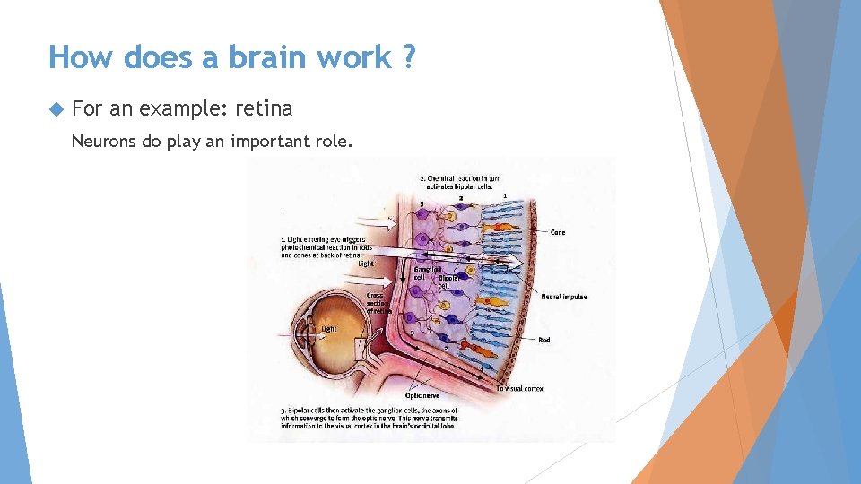 How does a brain work ? For an example: retina Neurons do play an